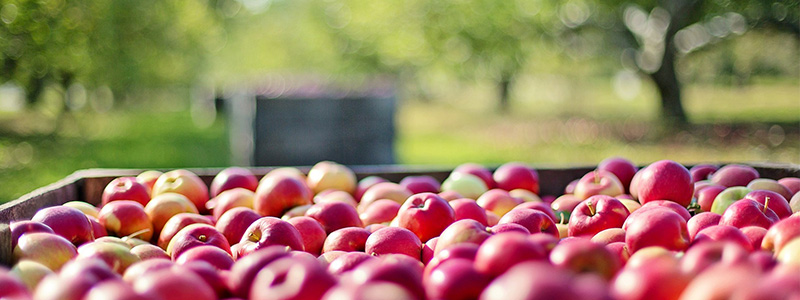 Picked Apples from Farm